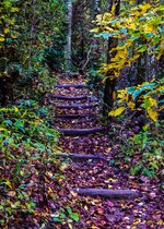 Wildcat Rock Trail