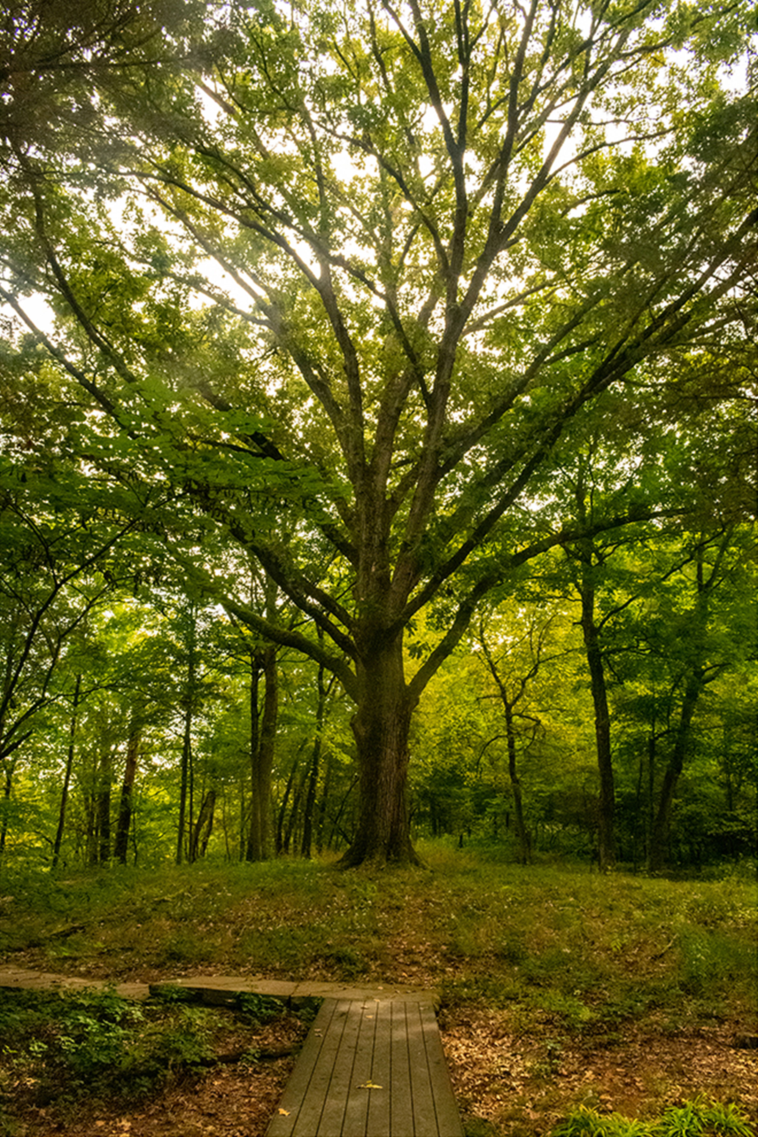 The Parklands of Floyd's Fork