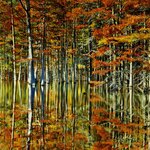 Green Swamp Wilderness Preserve