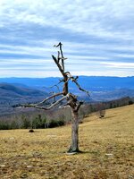 Lone Bare Tree Atop Bearwallow Mountain Trail