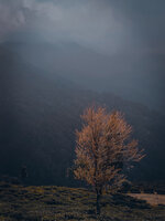 ORANGE VALLEY