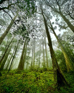 Mysteries In The Forest