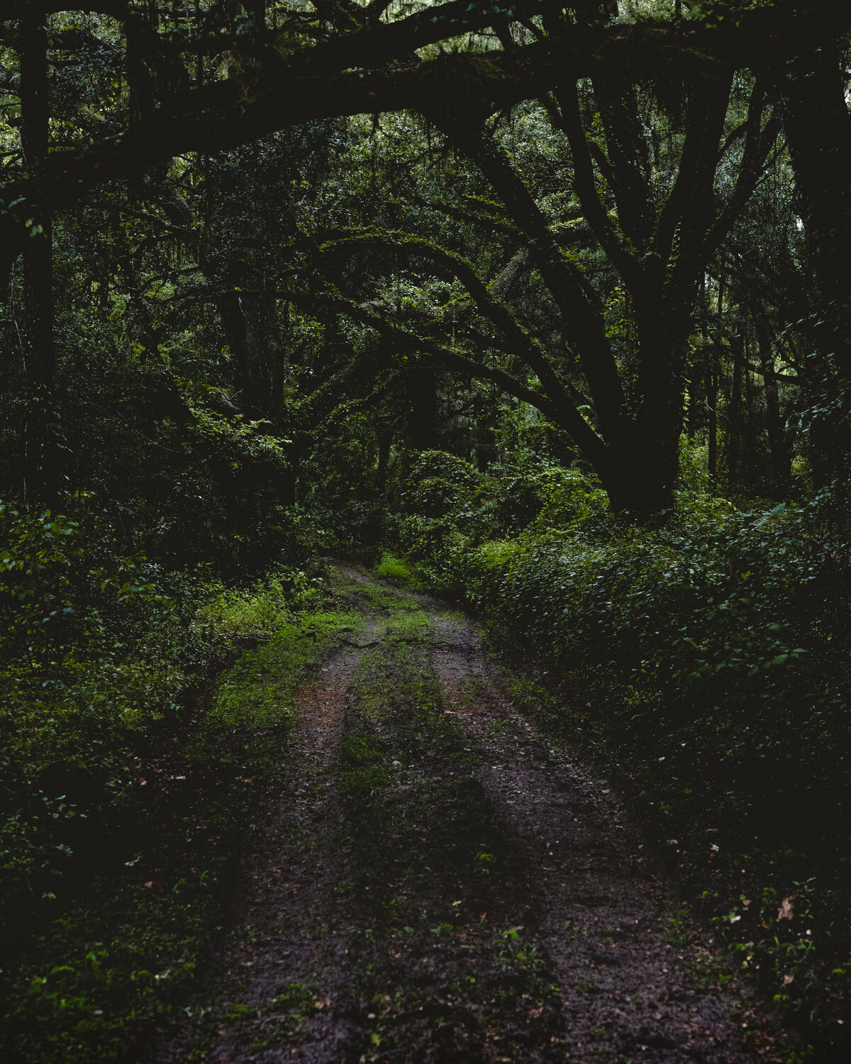 Ocala National Forest