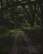 Ocala National Forest