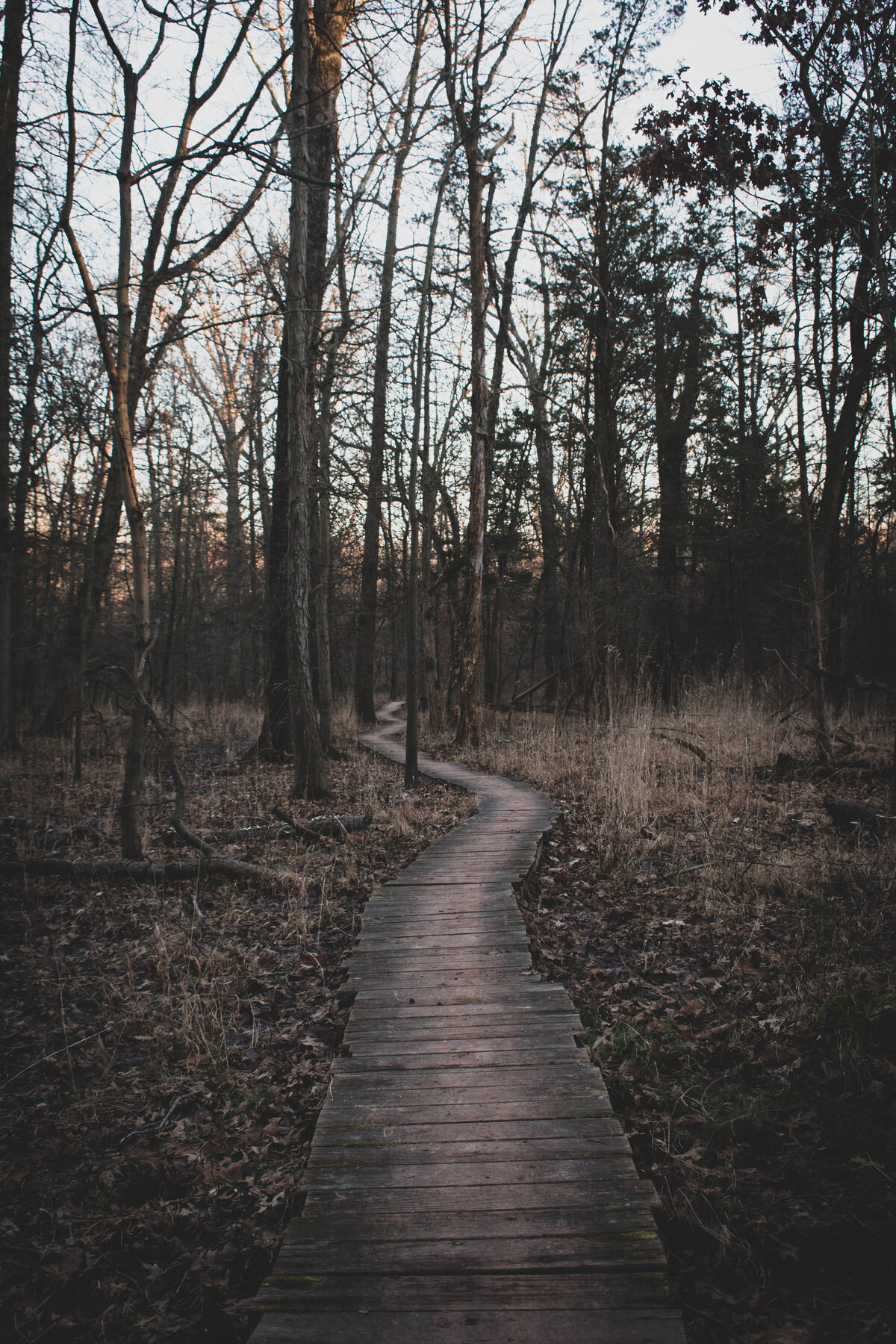 Woodland Whispers