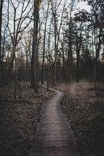 Woodland Whispers