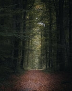 Autumn in Tervuren