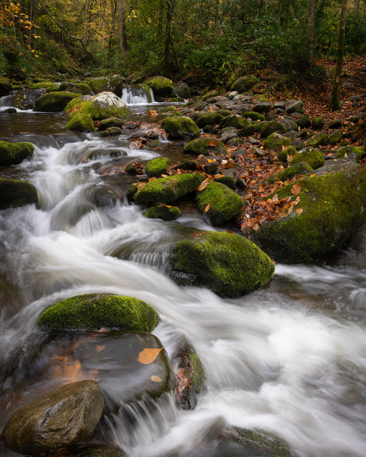Autumn in the Smokies