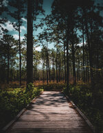 Carolina Beach State Park
