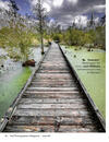 Swampin'